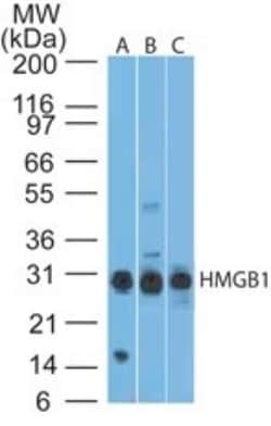 HMGB1/HMG-1 Antibody (19N10B7) - Azide and BSA Free, Novus Biologicals