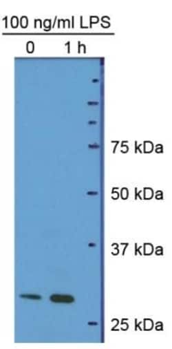 HMGB1/HMG-1 Antibody (19N10B7) - Azide and BSA Free, Novus Biologicals