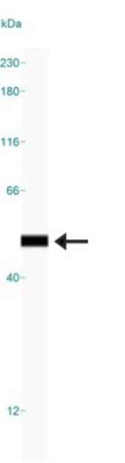 HMGB1/HMG-1 Antibody (19N12A1), Novus Biologicals 0.025mg; Unlabeled:Antibodies,