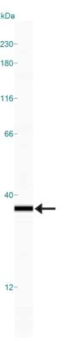 HMGB1/HMG-1 Antibody (1F3), Novus Biologicals:Antibodies:Primary Antibodies