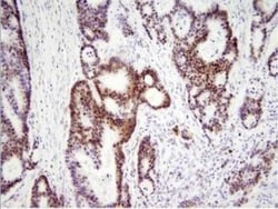 HMGB1/HMG-1 Antibody (J2E1) - BSA Free, Novus Biologicals 0.1mL; Unlabeled:Antibodies,