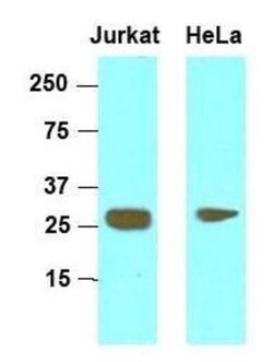HMGB1/HMG-1 Antibody (J2E1) - BSA Free, Novus Biologicals 0.1mL; Unlabeled:Antibodies,