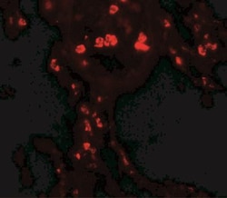 HMGB1/HMG-1 Antibody - BSA Free, Novus Biologicals:Antibodies:Primary Antibodies