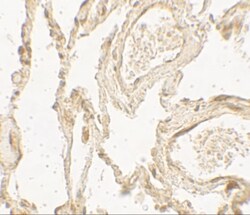HMGB1/HMG-1 Antibody - BSA Free, Novus Biologicals:Antibodies:Primary Antibodies