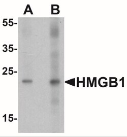 HMGB1/HMG-1 Antibody - BSA Free, Novus Biologicals:Antibodies:Primary Antibodies