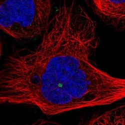 HMGB4 Antibody, Novus Biologicals:Antibodies:Primary Antibodies