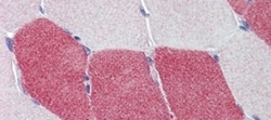 HMGCS1 Antibody, Novus Biologicals 0.05mg; Unlabeled:Antibodies, Polyclonal