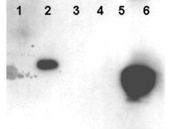 HMGN1/HMG14, p Ser20, p Ser24 Antibody, Novus Biologicals 0.1mg; Unlabeled:Antibodies,