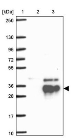 HMX2 Antibody, Novus Biologicals:Antibodies:Primary Antibodies