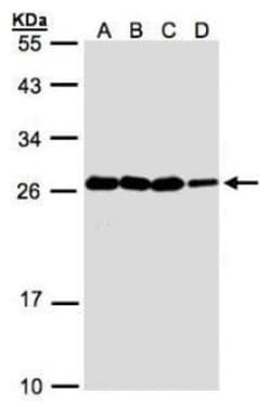 HN1 Antibody, Novus Biologicals 0.1mL; Unlabeled:Antibodies, Polyclonal