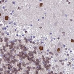 HN1 Antibody, Novus Biologicals 0.1mL; Unlabeled:Antibodies, Polyclonal
