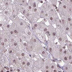HN1 Antibody, Novus Biologicals 0.1mL; Unlabeled:Antibodies, Polyclonal
