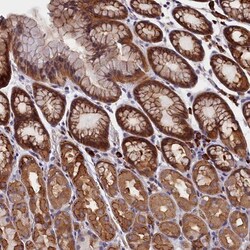 HN1L Antibody, Novus Biologicals 25 &mu;L | Buy Online | Novus Biologicals | Fisher Scientific