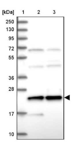 HN1L Antibody, Novus Biologicals:Antibodies:Primary Antibodies