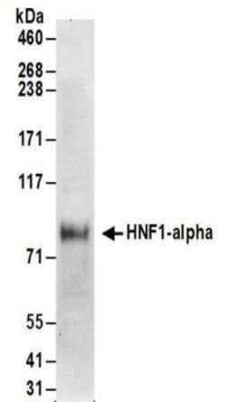 HNF1 Antibody, Novus Biologicals 0.1mg; Unlabeled:Antibodies, Polyclonal