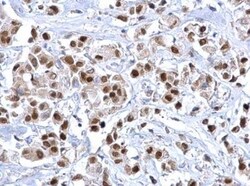 HNF-3 alpha/FoxA1 Antibody, Novus Biologicals 0.1mg; Unlabeled:Antibodies,