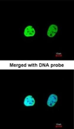 hnRNP A1 Antibody, Novus Biologicals 0.1mL; Unlabeled:Antibodies, Polyclonal