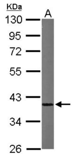 hnRNP A1 Antibody, Novus Biologicals 0.1mL; Unlabeled:Antibodies, Polyclonal