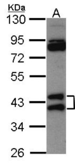 hnRNP AB Antibody, Novus Biologicals 0.1mL; Unlabeled:Antibodies, Polyclonal