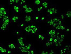 hnRNP F Antibody (OTI5F5), Novus Biologicals 0.1mL; Unlabeled:Antibodies,