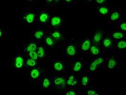 hnRNP F Antibody (OTI5F5), Novus Biologicals 0.1mL; Unlabeled:Antibodies,