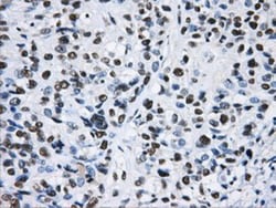hnRNP F Antibody (OTI5F5), Novus Biologicals 0.1mL; Unlabeled:Antibodies,