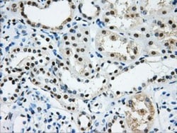 hnRNP F Antibody (OTI5F5), Novus Biologicals 0.1mL; Unlabeled:Antibodies,