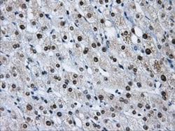 hnRNP F Antibody (OTI5F5), Novus Biologicals 0.1mL; Unlabeled:Antibodies,