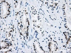 hnRNP F Antibody (OTI5F5), Novus Biologicals 0.1mL; Unlabeled:Antibodies,
