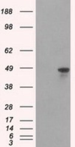 hnRNP F Antibody (OTI5F5), Novus Biologicals 0.1mL; Unlabeled:Antibodies,