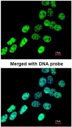 hnRNP F Antibody, Novus Biologicals 0.1mL; Unlabeled:Antibodies, Polyclonal