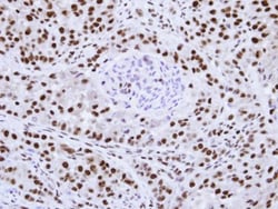 hnRNP F Antibody, Novus Biologicals 0.1mL; Unlabeled:Antibodies, Polyclonal