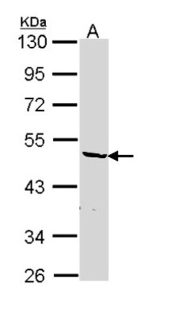 hnRNP F Antibody, Novus Biologicals 0.1mL; Unlabeled:Antibodies, Polyclonal