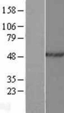Novus Biologicals™ hnRNP H2 Overexpression Lysate