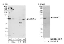 hnRNP U Antibody, Novus Biologicals 0.1mg; Unlabeled:Antibodies, Polyclonal