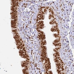 hnRNP A1 Antibody, Novus Biologicals:Antibodies:Primary Antibodies