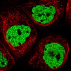 hnRNP C1 + C2 Antibody (CL2593), Novus Biologicals 0.1mL; Unlabeled:Antibodies,