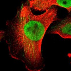 hnRNP H2 Antibody, Novus Biologicals 0.1mL; Unlabeled:Antibodies, Polyclonal