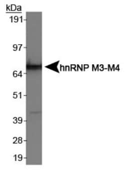 hnRNP M Antibody (2A6), Novus Biologicals 0.1mL; Unlabeled:Antibodies,