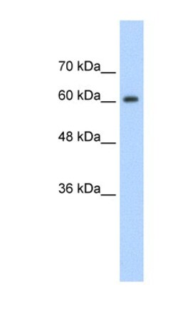 hnRNP-Q Antibody, Novus Biologicals 0.1mg; Unlabeled:Antibodies, Polyclonal