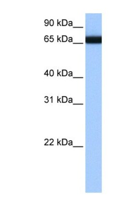 HNRPLL Antibody, Novus Biologicals:Antibodies:Primary Antibodies