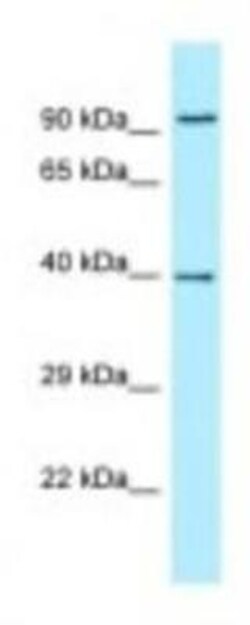 Neurotrimin/HNT Antibody, Novus Biologicals:Antibodies:Primary Antibodies