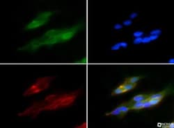 HO-1/HMOX1/HSP32 Antibody - BSA Free, Novus Biologicals:Antibodies:Primary