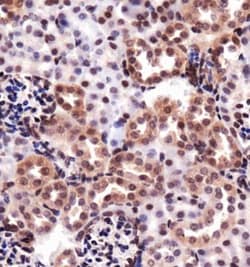 HO-1/HMOX1/HSP32 Antibody - BSA Free, Novus Biologicals:Antibodies:Primary
