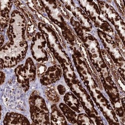 HOGA1 Antibody, Novus Biologicals 0.1mL; Unlabeled:Antibodies, Polyclonal