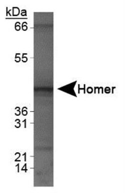 HOMER1 Antibody, Novus Biologicals 0.025mL; Unlabeled:Antibodies, Polyclonal