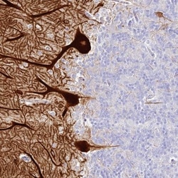 HOMER3 Antibody, Novus Biologicals:Antibodies:Primary Antibodies