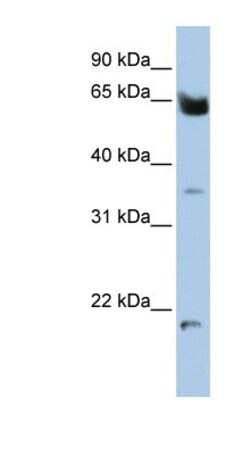 Homez Antibody, Novus Biologicals 100 &mu;L | Buy Online | Novus Biologicals | Fisher Scientific