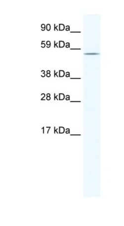 Homez Antibody, Novus Biologicals 100&mu;L; Unlabeled:Antibodies, Polyclonal