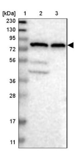 HOOK1 Antibody, Novus Biologicals 0.1mL; Unlabeled:Antibodies, Polyclonal